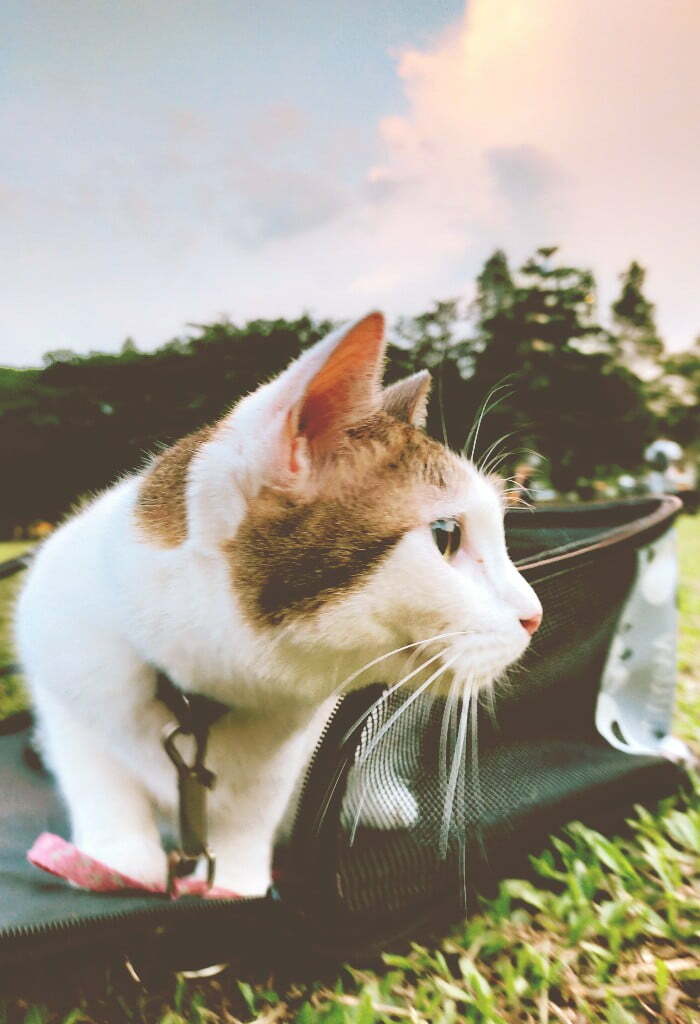 cat food