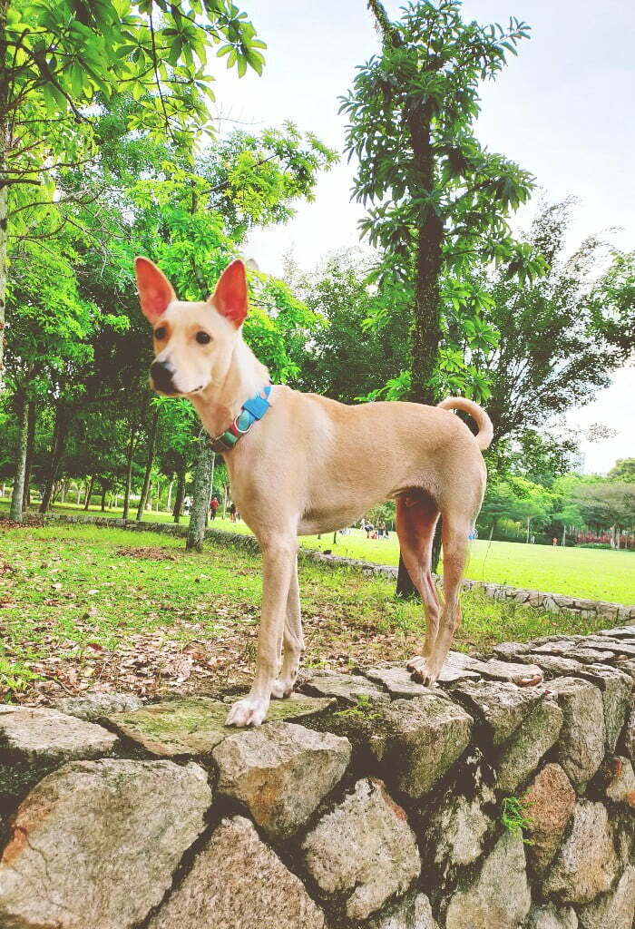 best pet food for cats and dogs