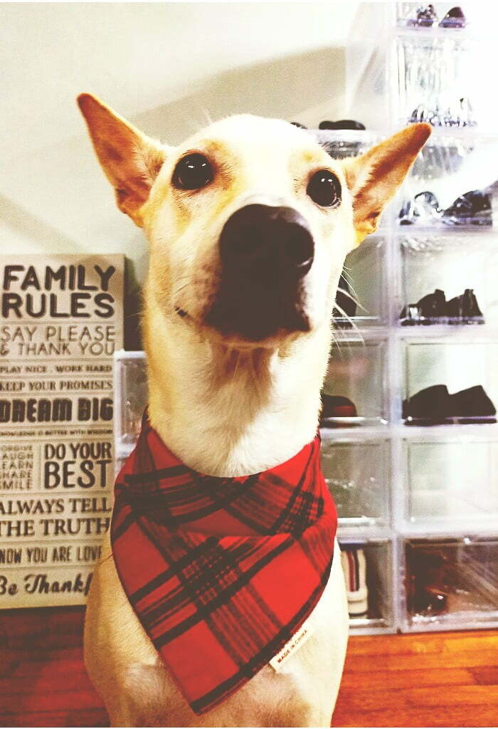 best food products for our pets.